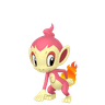 Chimchar